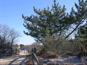 Avalon Targets Invasive Vegetation In Dunes